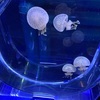 【魚】すみだ水族館で魚をみてきた。意外と狭いのね。