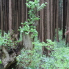 山形県・幻想の森 　ゆきつばき 　