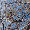🌸満開の桜🌸第2弾🌸