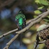 ミドリオナガタイヨウチョウ(Malachite Sunbird)