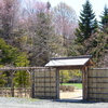 釧路の桜