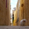 マルタへ　ラバトを散策　