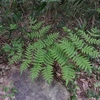 Osmunda japonica　ゼンマイ