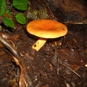 夢見るくそ爺のブログ