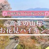 【茨城・桜川市】高峯の山桜が見ごろに♪お花見ハイキングに出かけよう！