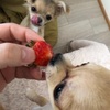 苺を食べる