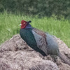 神原町に飛来した鳥　　雄叫びを上げるキジの神原君