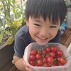 【食育】ミニトマトが大豊作！栽培方法と記録～2020🍅