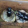 ネパールコクワ　ペアリング