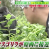 《動画あり》モニタリング 原西ゴリラに野生のゴリラ大接近！