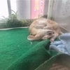 モモンガ、うさぎ、チンチラにフェネックも！！かわいい小動物たちとふれあえる”いけもふ”に行ってきました！