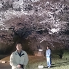 黄金堤の桜
