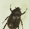 クワガタ、カブトムシの足が取れた！　取れないために気を付けること