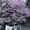 新宿御苑で”フライングな”花見をする（2019年3月21日）