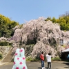 Vストローム250とお花見ツーリング 京都舞鶴の吉田のしだれ桜