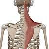 僧帽筋 Trapezius  