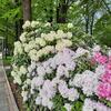 石楠花とシャクヤク