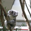 コアラが可愛い！埼玉県こども動物自然公園に行ってきた！
