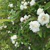 ４月の庭。。。その３