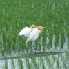 夕方、小雨の中の、田んぼの鳥たち