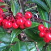 冬のマンリョウの赤い実