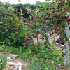 最盛期のボイセンベリー収穫