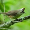 カンムリチメドリ（冠知目烏：Taiwan Yuhina）