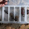 国産カブト WF1 飼育記