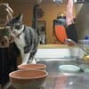 猫缶大好きおはぎちゃん