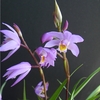 Bletilla formosana