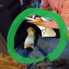 「猫かぜ」（ウィルス性のもの）
