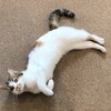 今日の猫スタッフちゃん達♡