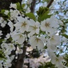 ４月になりました。