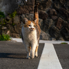 地元観光地のねこさん