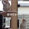 雨田甘夏、疑問です。【猫と共感と吸収事情】