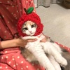 子猫 体重(サイベリアン C) 5ヶ月