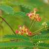 “合歓”の花が毎日咲いています。（おまけ：パッションフルーツその後・・・）【9月5日更新版】
