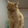 2月22日→ニャンニャンニャン→猫の日2022 今年はスーパー猫の日！