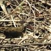 クイナ / 葛西臨海公園