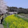 今年はいっせいに花開く