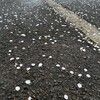 雨のよく降る一日だった