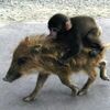 【京都/動物/おトク】ウリ坊の上で小猿がヒャッハー!ふたりは仲良し。