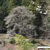 奥三河の桜　・　今年の桜何か変