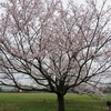 武蔵野中央公園・・と付近の桜・・（東京都武蔵野市）