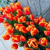 チューリップと体調不良、痺れるイエモン。