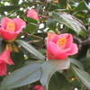 花粉症かと思ったけれど、違うみたいです