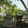 【子出かけ】上野動物園 週末の混雑状況を上手に回避するコツ