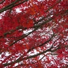 まだ豊かな紅葉が