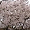 　京都の桜