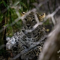 ペルシャヒョウのいる動物園は 飼育展示動物園とペルシャヒョウ情報まとめ アリエスコム Ariescom ペルシャヒョウのいる動物園は 飼育展示動物園とペルシャヒョウ情報まとめ アリエスコム Ariescom